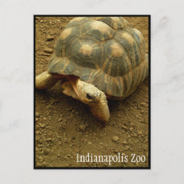 Tortoise im Zoo von Indianapolis Postkarte