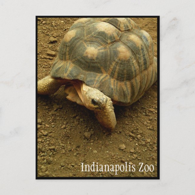 Tortoise im Zoo von Indianapolis Postkarte (Vorderseite)