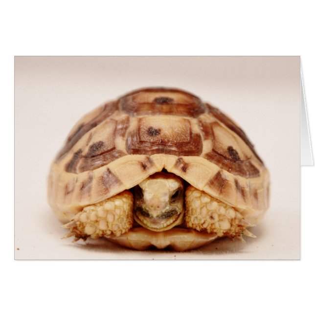 Tortoise in der Muschel (Vorderseite (Horizontal))