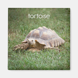 Tortoise Kühlschrank Magnet