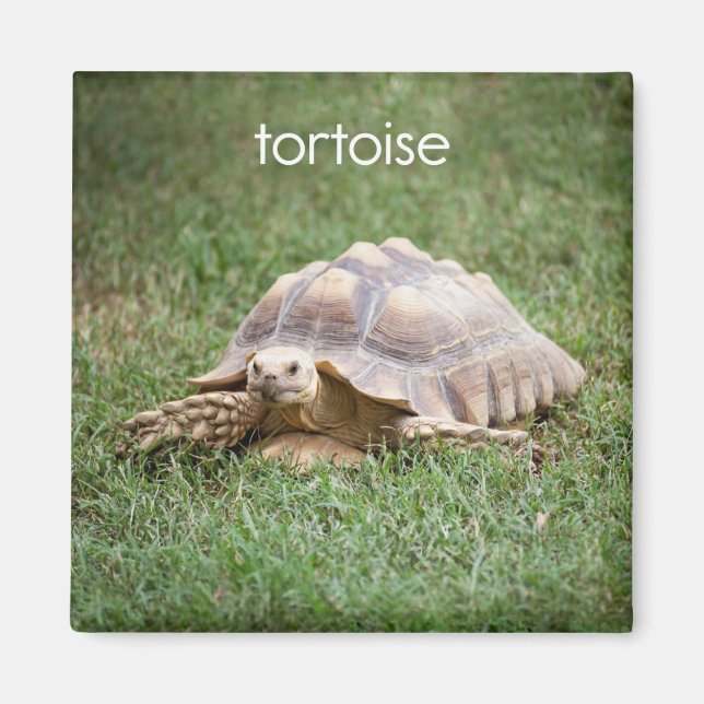 Tortoise Kühlschrank Magnet (Vorne)