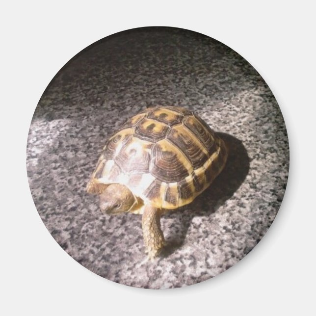 Tortoise Magnet (Vorne)