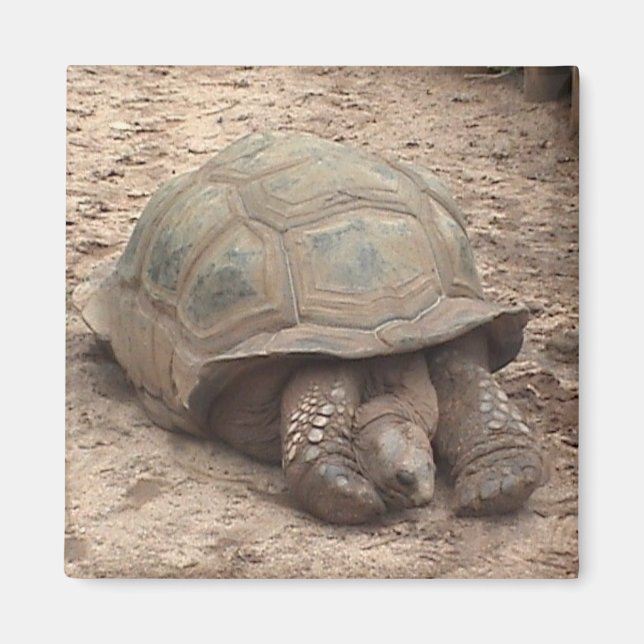 Tortoise Magnet (Vorne)