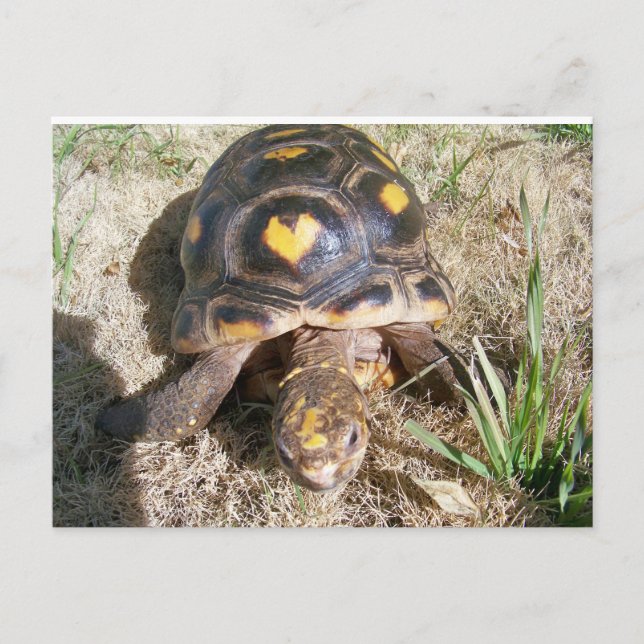 Tortoise mit Herzmuster Postkarte (Vorderseite)