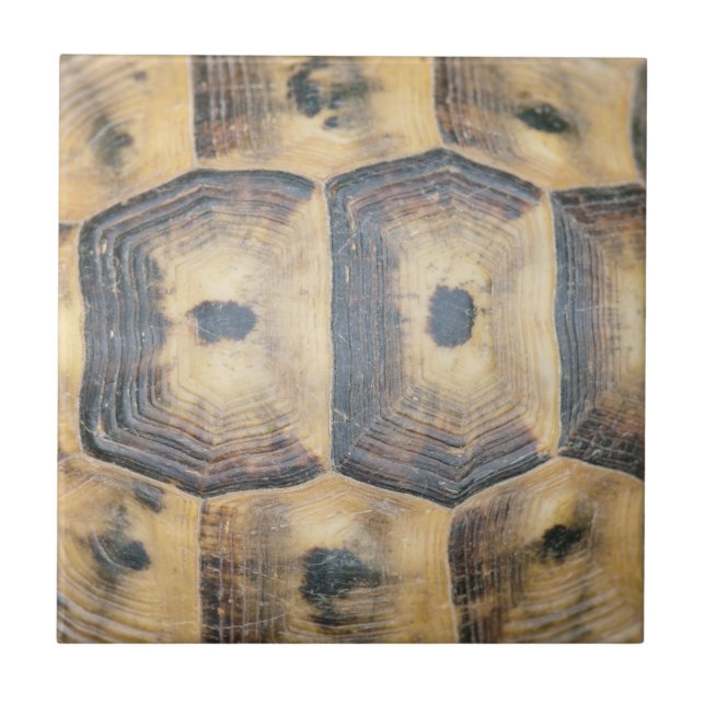 Tortoise Muschel Muster Fliese (Vorderseite)