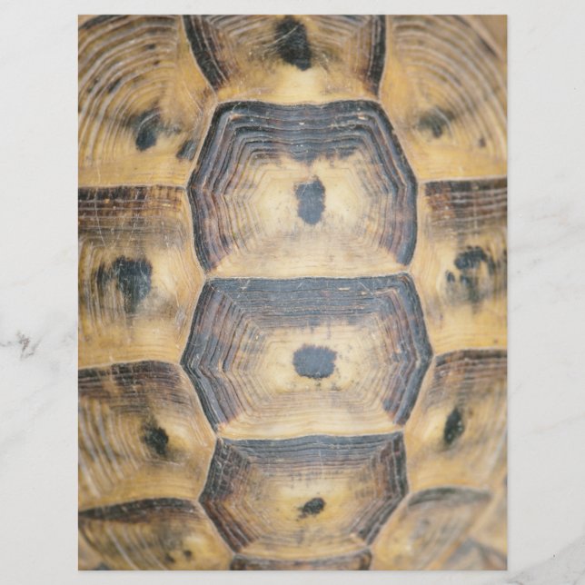 Tortoise Muschel Muster Flyer (Vorne)