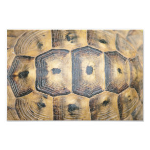 Tortoise Muschel Muster Fotodruck