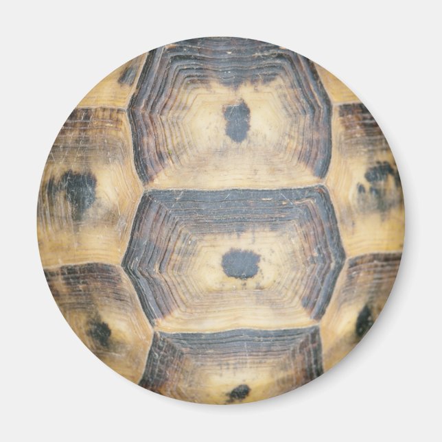 Tortoise Muschel Muster Magnet (Vorne)
