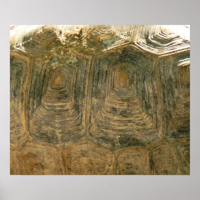 Tortoise Muschel Nature Foto Poster (Vorne)