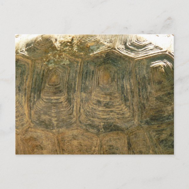 Tortoise Muschel Nature Foto Postkarte (Vorderseite)