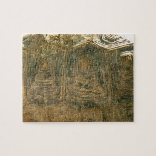 Tortoise Muschel Nature Foto Puzzle