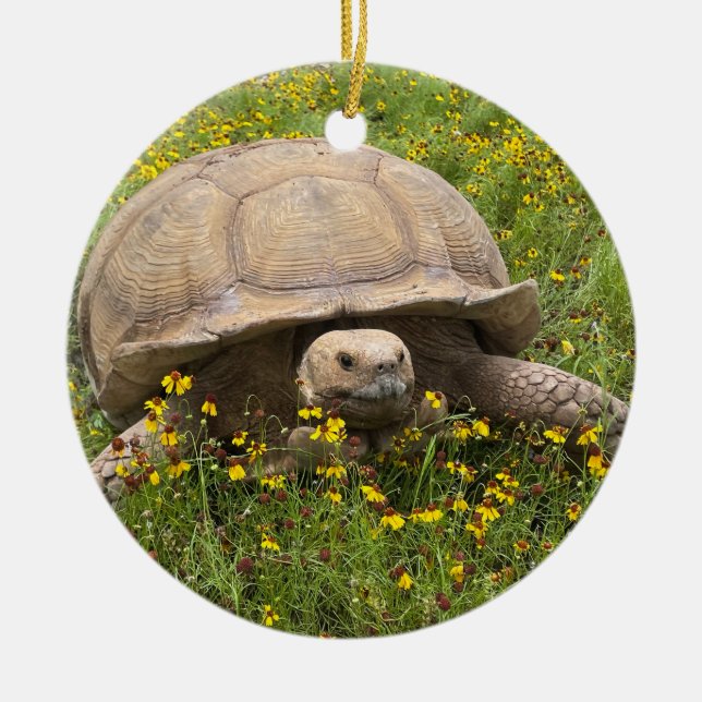 Tortoise Ornament (Vorne)