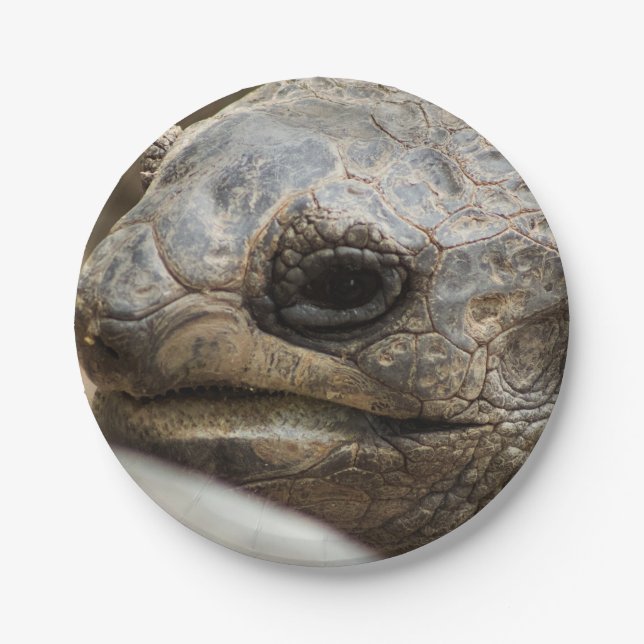 Tortoise Pappteller (Vorderseite)