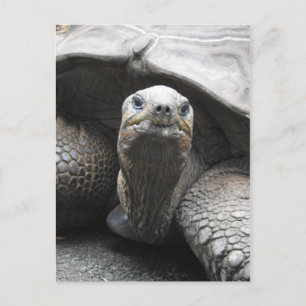 Tortoise Postcard Postkarte