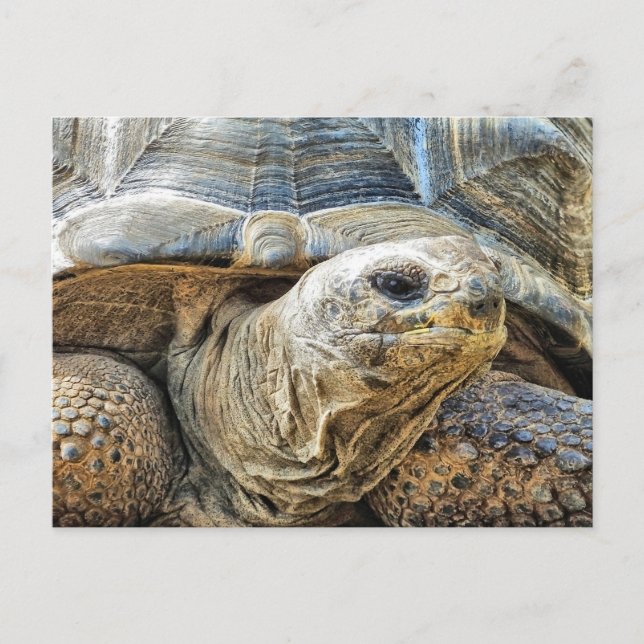 TORTOISE POSTKARTE (Vorderseite)