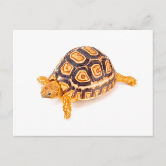 Tortoise Postkarte