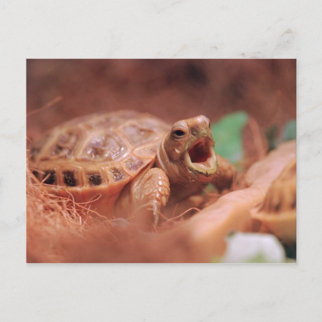 Tortoise Postkarte (Vorderseite)