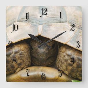 Tortoise Quadratische Wanduhr