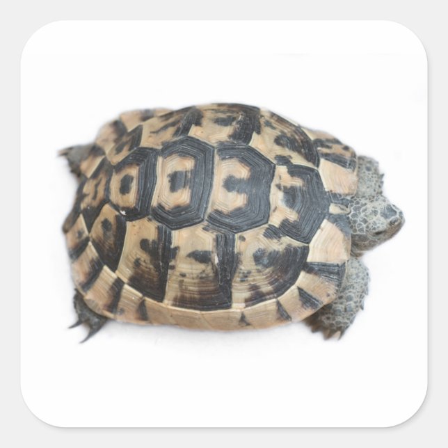 Tortoise Quadratischer Aufkleber (Vorderseite)