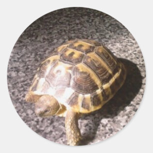 Tortoise Runder Aufkleber