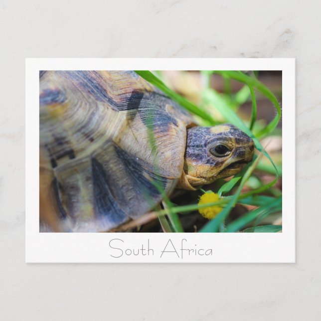 Tortoise Südafrika Naturpostkarte Postkarte (Vorderseite)