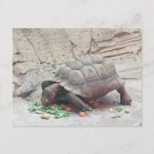 Tortoise Turtle Reptil Postkarte
