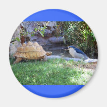 Tortoise und Blue Jay Friends