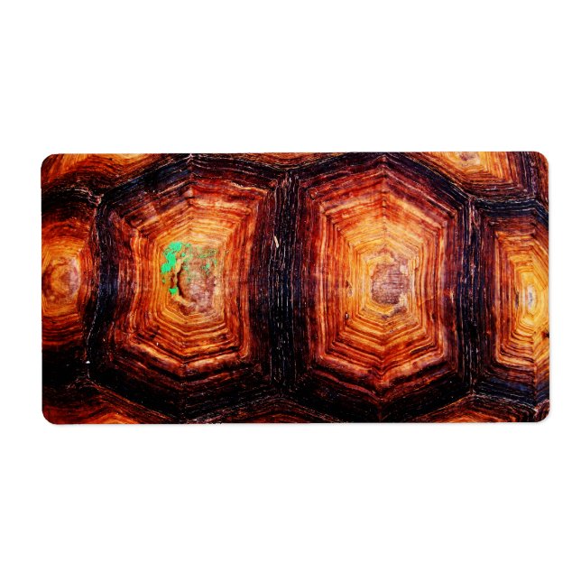 Tortoiseshell (Vorne)