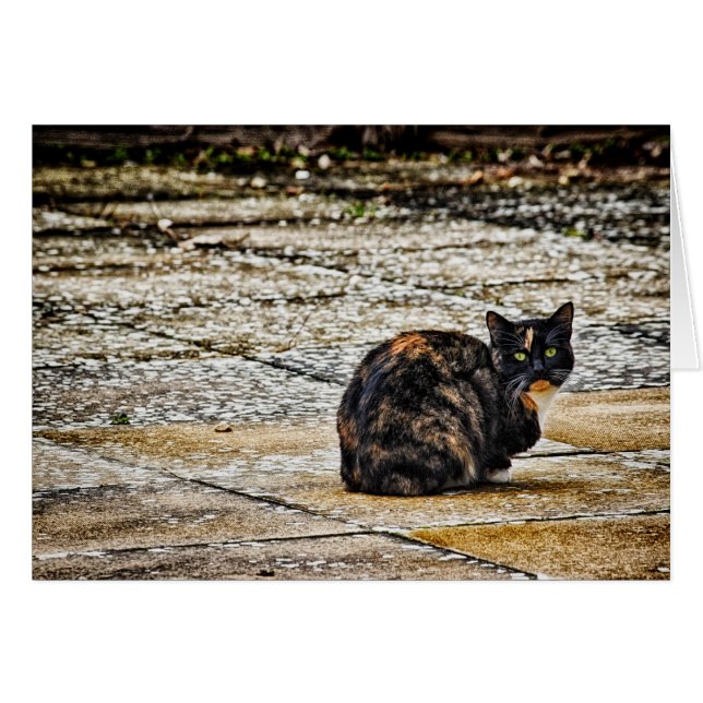 Tortoiseshell Cat (Vorderseite (Horizontal))