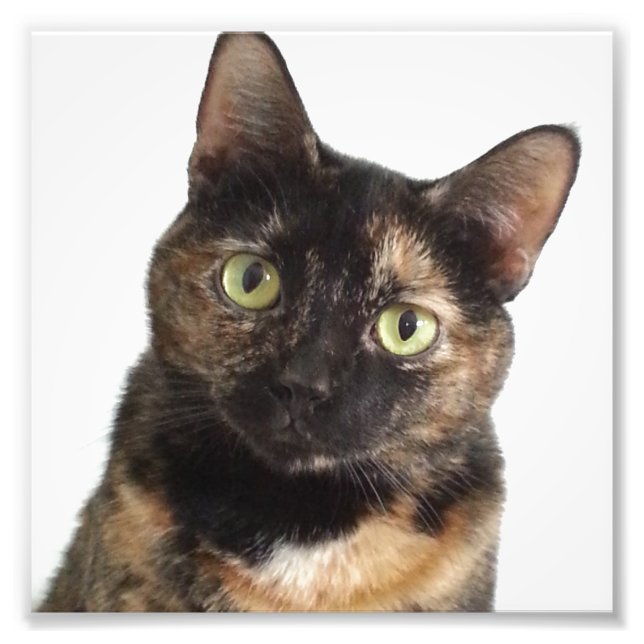 Tortoiseshell Cat Fotodruck (Vorne)
