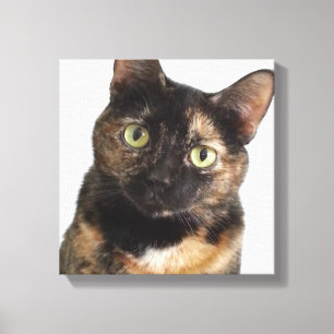 Tortoiseshell Cat Leinwanddruck