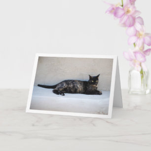 Tortoiseshell Cat Portrait Karte