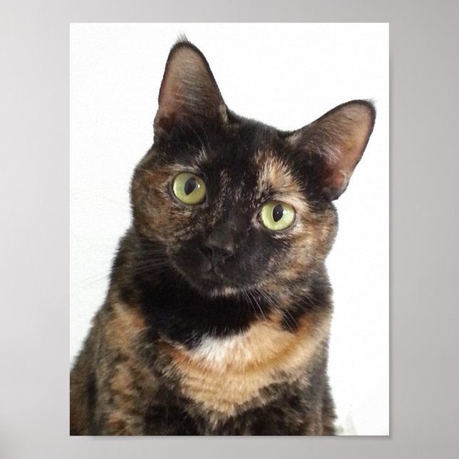 Tortoiseshell Cat Poster (Vorne)
