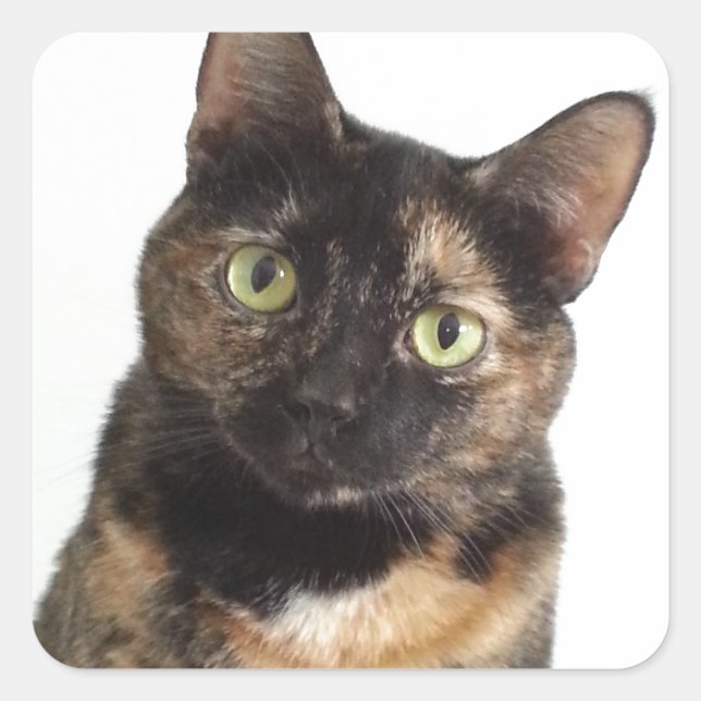 Tortoiseshell Cat Quadratischer Aufkleber (Vorderseite)