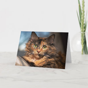 Tortoiseshell Fluffy Cat Karte