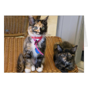 Tortoiseshell Kätzchen