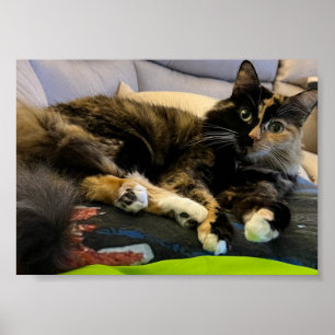 Tortoiseshell Katzenjammer Poster