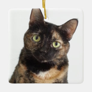 Tortoiseshell Keramikornament