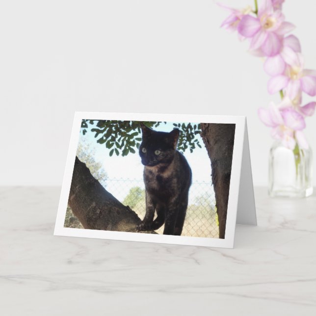 Tortoiseshell Kitten Karte (Orchidee)
