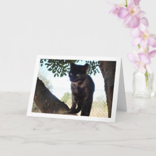 Tortoiseshell Kitten Karte