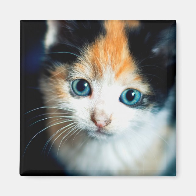 Tortoiseshell Kitten Magnet (Vorne)