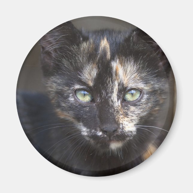 Tortoiseshell Kitten Magnet (Vorne)