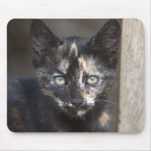 Tortoiseshell Kitten Mousepad