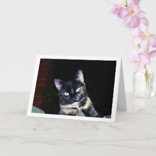 Tortoiseshell Kitten Portrait Karte