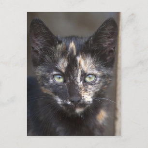 Tortoiseshell Kitten Postkarte