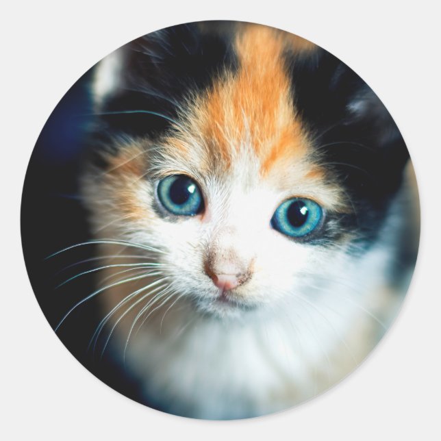 Tortoiseshell Kitten Runder Aufkleber (Vorderseite)