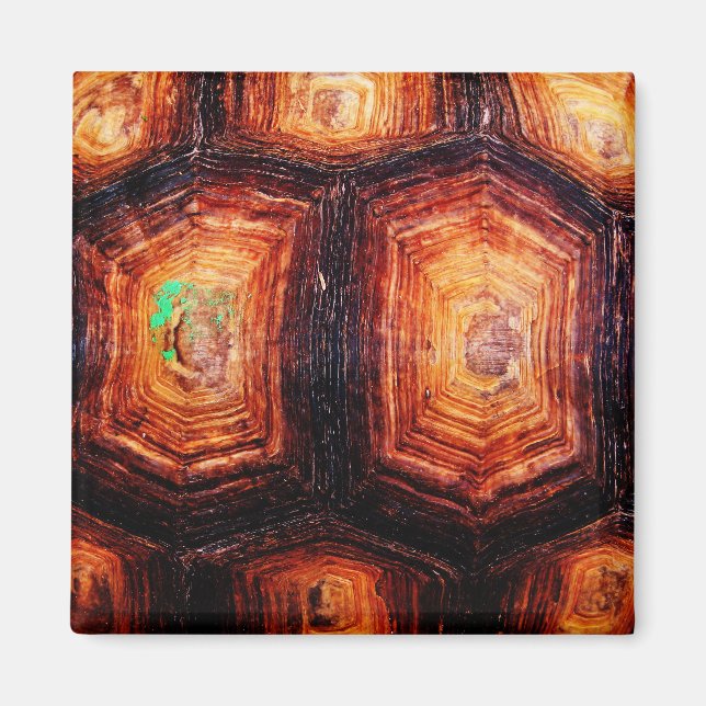 Tortoiseshell Magnet (Vorne)