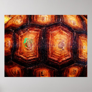 Tortoiseshell Poster