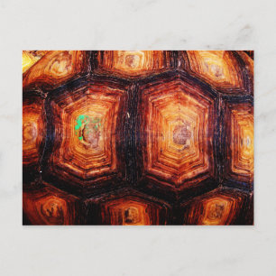 Tortoiseshell Postkarte