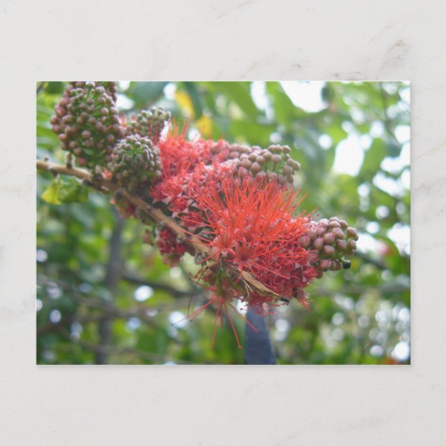 Tortola Blume Postkarte (Vorderseite)